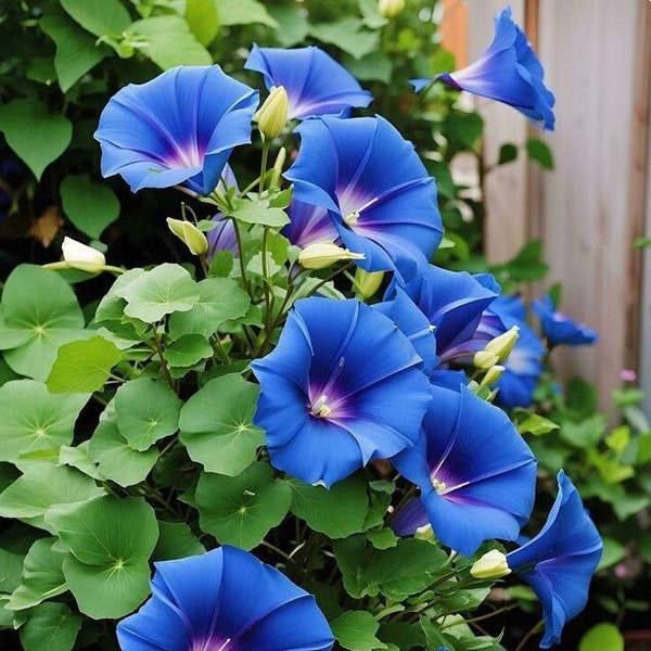 Easy to grow seeds - Heavenly blue morning glory Seeds - Open Pollinated - Non GMO - flower seeds - vine seeds - unique flower garden