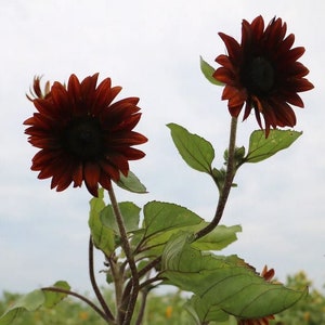 Sunflower Seeds Chocolate Cherry Sunflower Seed - Annual Sun Flowers - Non GMO -Dark Burgundy Red black SunFlower seeds Helianthus annuus