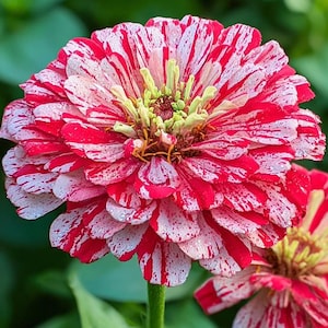 Peppermint Zinnia Seeds: Speckled Red & White Flowers, zinnia elegans seeds