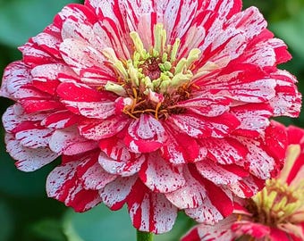 Peppermint Zinnia Seeds: Speckled Red & White Flowers, zinnia elegans seeds