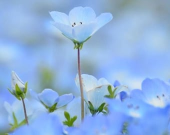 Baby Blue Eyes Flower Seeds: Nemophila Menziesii, Pollinator Garden