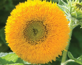 Teddy Bear Sunflower Seeds: Dwarf Heirloom Helianthus Annuus