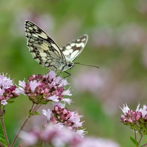 Organic Wild Marjoram Seeds: Aromatic Herb, Pollinator Garden