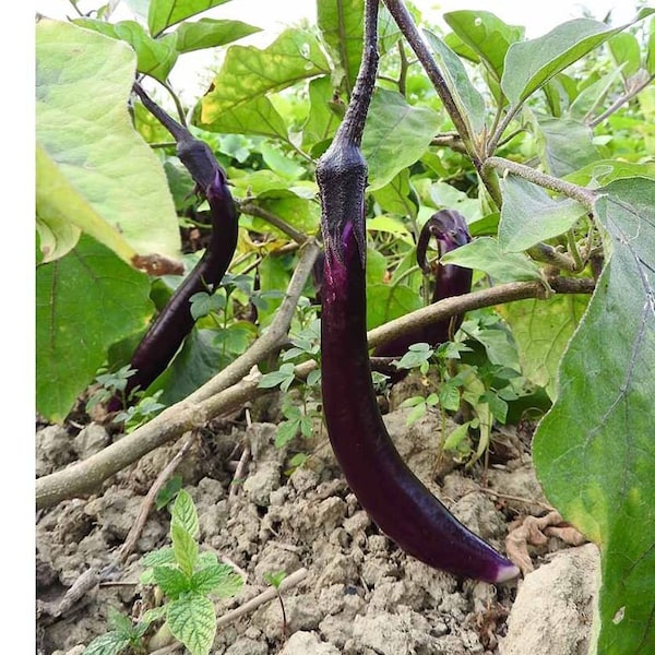 Orient express eggplant Seeds - Non-GMO Aubergine seeds - High-yielding vegetable seeds - Long slender eggplant easy to grow seeds