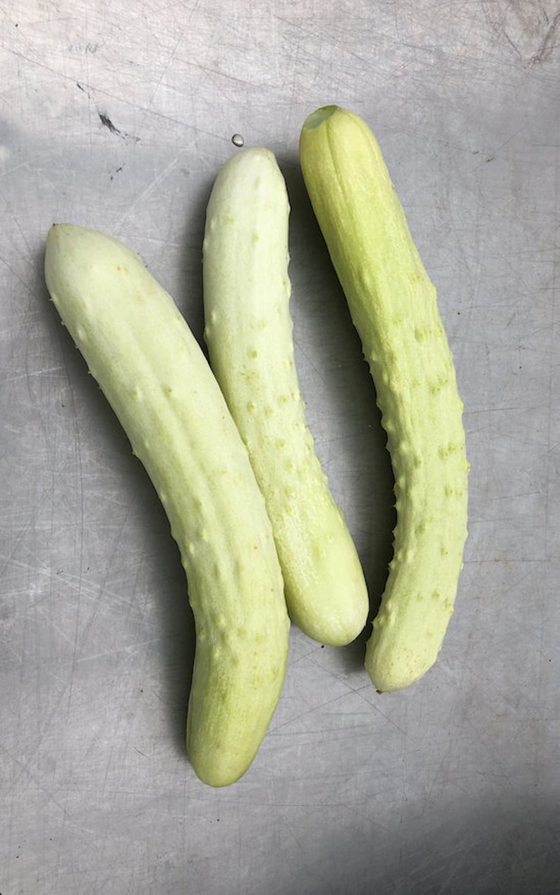 SunriseSeeds Itachi Cucumber Seeds