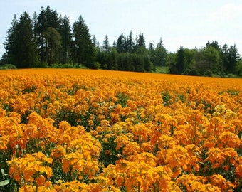 Siberian Wallflower Seeds - Easy to Grow seed packets - Attracts Bee & butterfly Pollinator Flowers - Early Blooming summer flower seeds