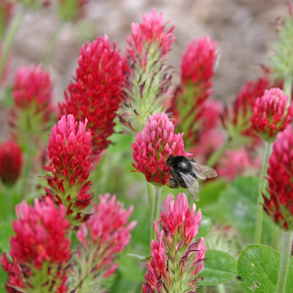 Organic Clover Seeds Cover Crop - Crimson Red Clover ground cover seeds -  (Trifolium Incarnatum) Red clover pollinator seeds