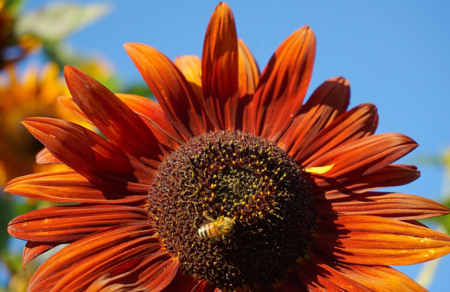 Rare Seeds Red Sunflower Seeds Helianthus Annuus Non GMO Etsy