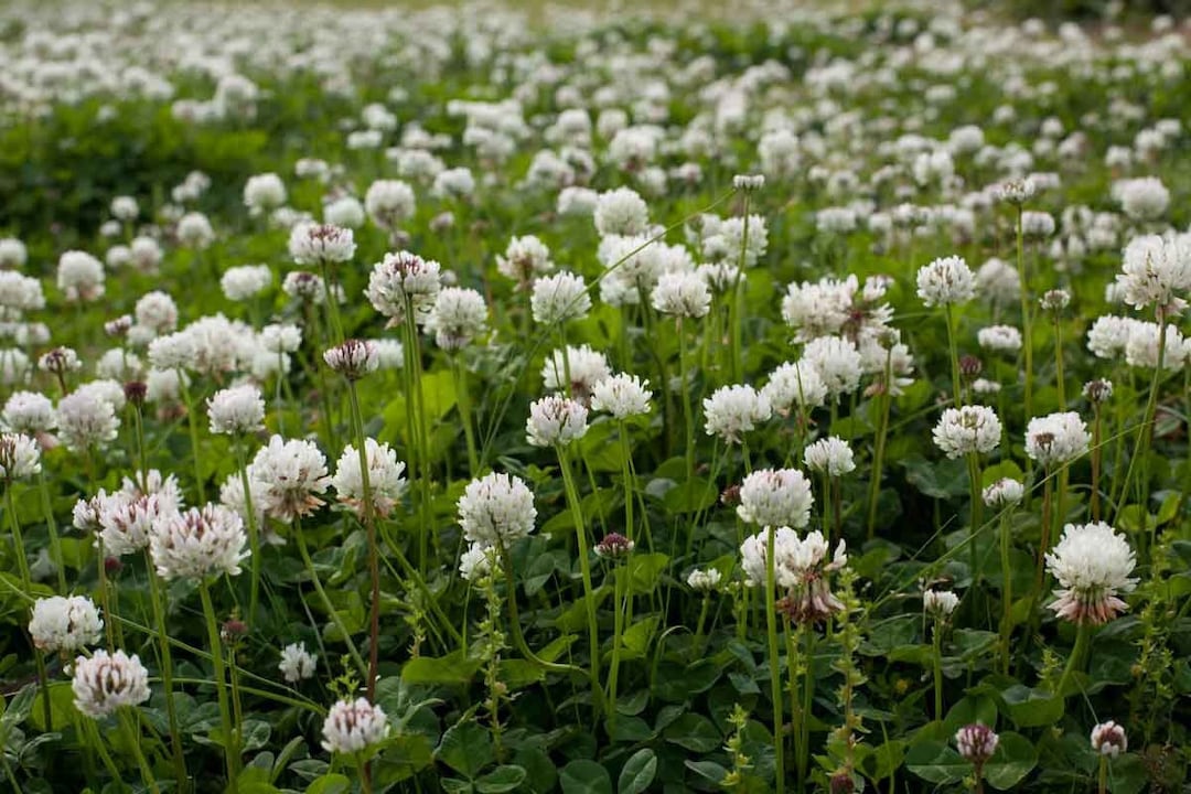 Clover Seeds Cover Crop New Zealand Clover Ground Cover Seeds trifolium