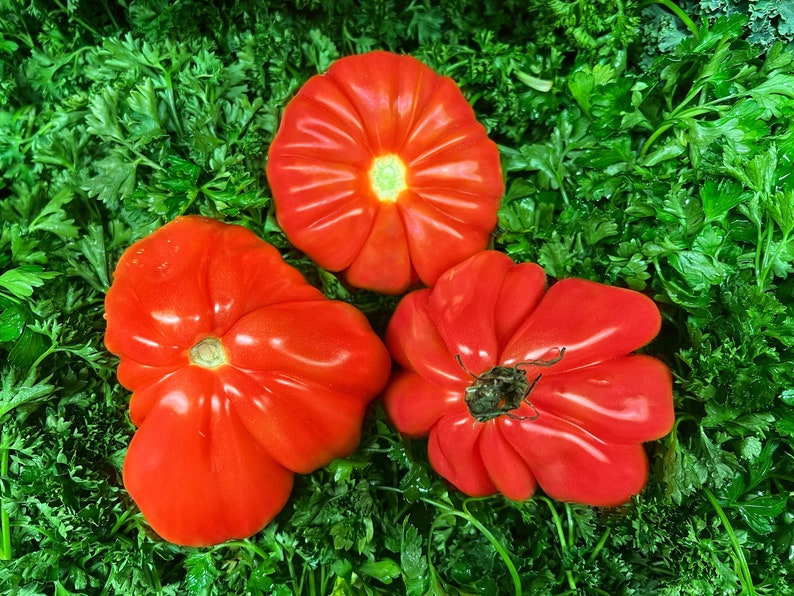 May include: Three large, red heirloom tomatoes with a ruffled appearance, arranged on a bed of green parsley.