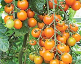 Sun Gold Tomato Seeds: Organic Yellow Cherry Heirloom Vegetable