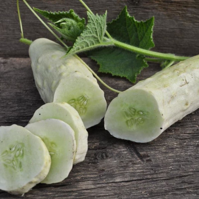 SunriseSeeds Itachi Cucumber Seeds - Thumbnail 3