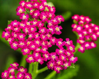 Pink Red Yarrow Seeds: Perennial Pollinator Flower (Achillea millefolium)