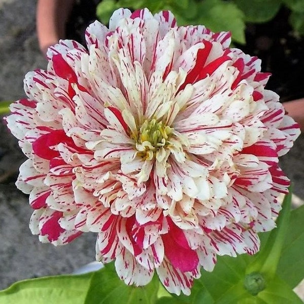 Rare Zinnia Seeds - Etsy