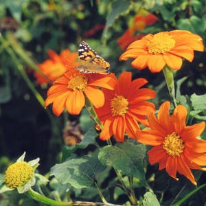 Mexican Sunflower Seeds: Tithonia Rotundifolia, Pollinator Garden