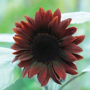 Rare seeds - Red Sunflower Seeds - Helianthus annuus - Non GMO - Edible flower seeds