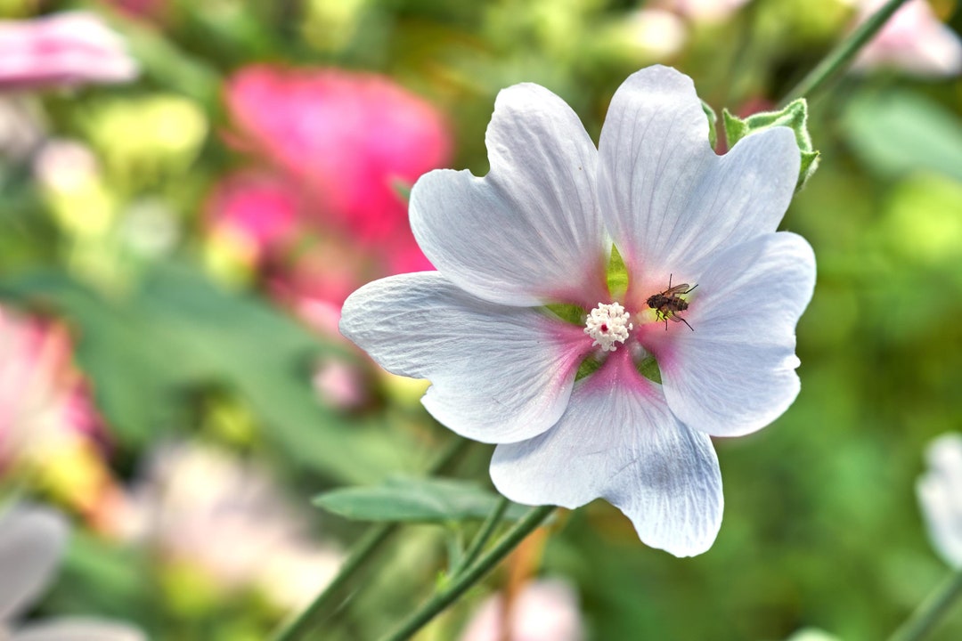 thumbnail image 2 of Black Marshmallow Plant Althaea Officinalis Malvaceae 2 of 14