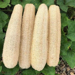 May include: Four natural loofah sponges, dried and ready to use, arranged in a row on a bed of green leaves and small stones.