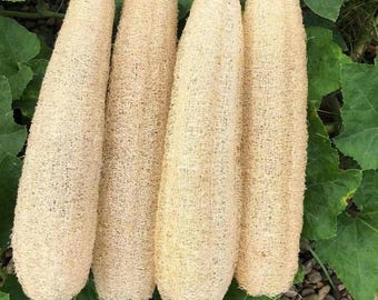 May include: Four natural loofah sponges, dried and ready to use, arranged in a row on a bed of green leaves and small stones.