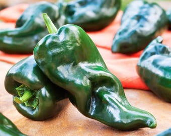 Organic poblano Pepper Heirloom Seeds - Pepper Open Pollinated, Non-GMO Capsicum Annuum