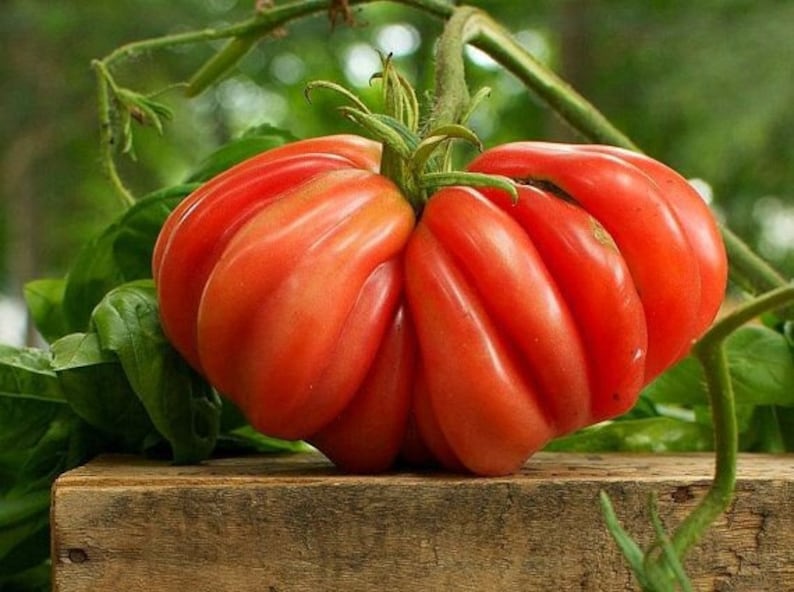 May include: A large, red, heart-shaped tomato with a ribbed texture. The tomato is growing on a vine and is resting on a wooden surface.