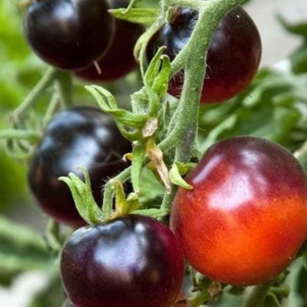 Indigo rose tomato seeds Certified Organic Blue Purple Black Cherry Tomato - Pack of 15 - Non GMO - Open Pollinated - Heirloom