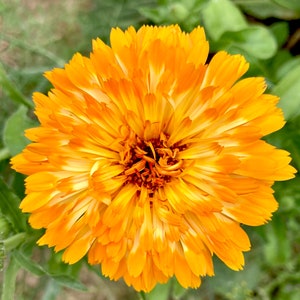 May include: A close-up of a bright orange calendula flower with a yellow center. The flower has many petals and is in full bloom.