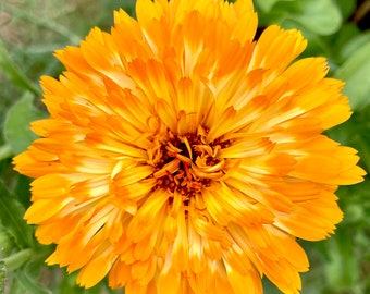 May include: A close-up of a bright orange calendula flower with a yellow center. The flower has many petals and is in full bloom.