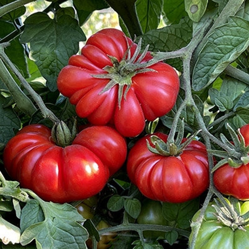 May include: Close-up of four red heirloom tomatoes with a ruffled appearance growing on a vine. The tomatoes are ripe and have a deep red color.