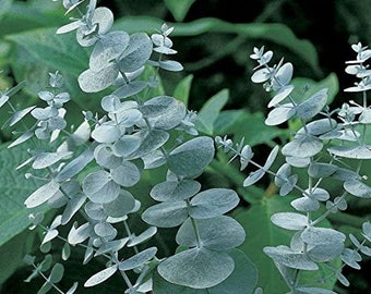 Organic Baby Blue Eucalyptus Seeds - Eucalyptus Pulverulenta - NON GMO - Open Pollinated