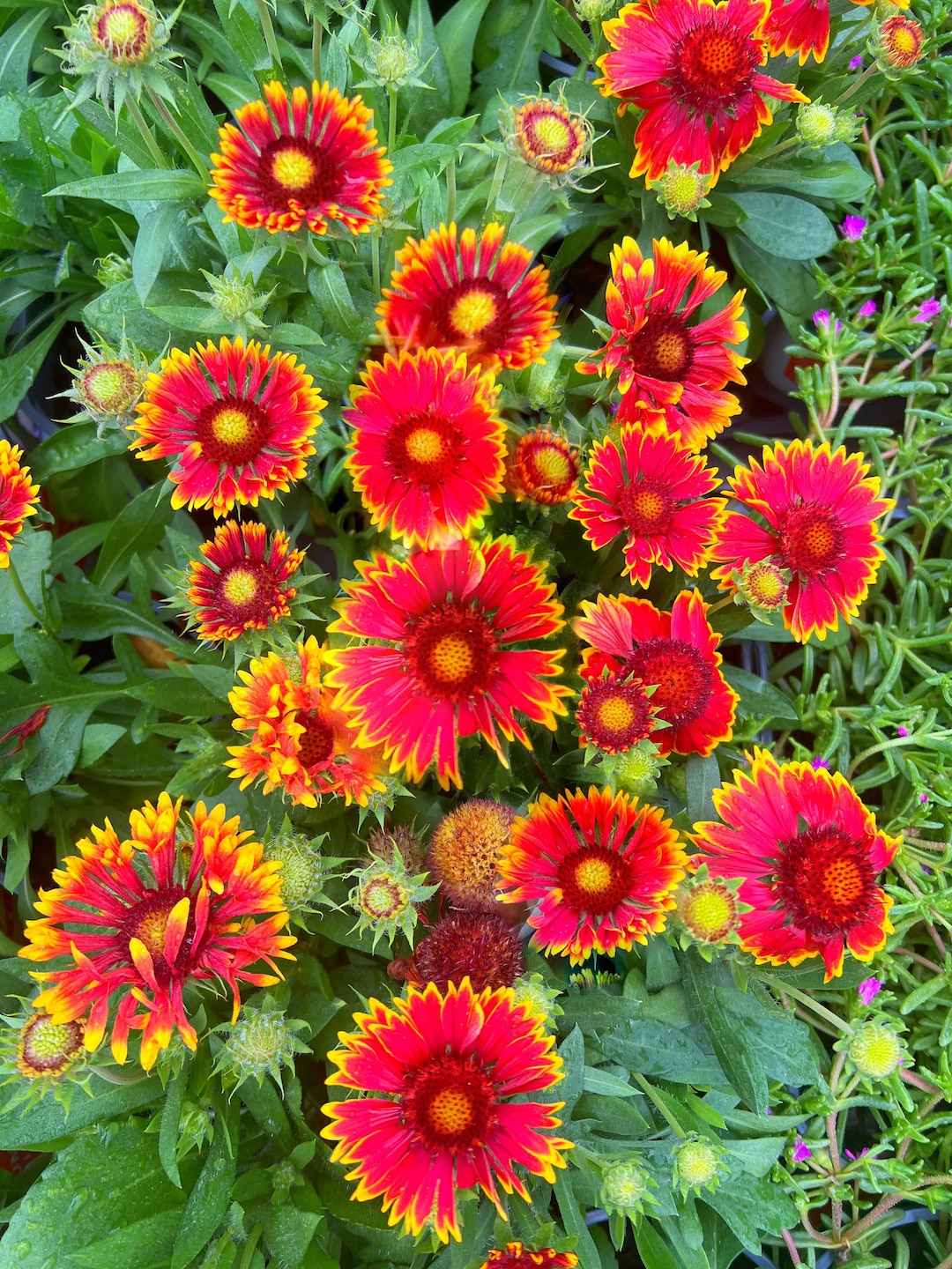 Captivating Indian Blanket Flower Seeds Landscape Digital Art Captivating Indian Blanket Flower Seeds Landscape Digital Art