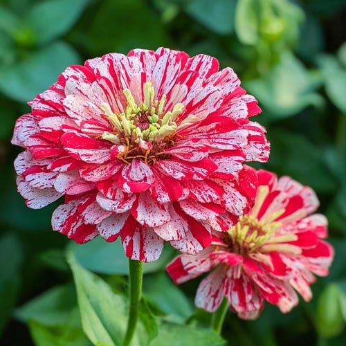 15s|zampa Dust Rose Seeds , Cold Resistant, Open-pollinating