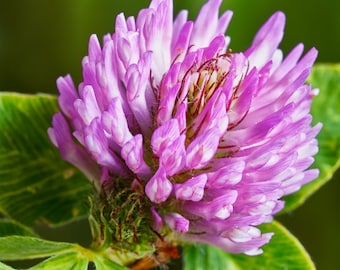 Organic Red Clover Seeds: Heirloom Cover Crop, Microgreens, Tea (5000+ Seeds)