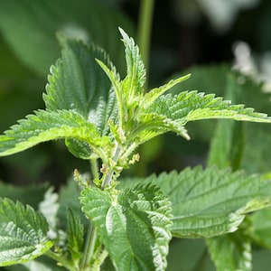 May include: Close-up of a green plant with serrated leaves. The plant has a central stem with small, light-colored flowers. The leaves are a vibrant green color, with a slightly fuzzy texture. The background is blurred, with other green foliage.