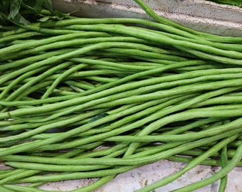 Chinese Yard Long Bean Seeds: Heirloom Asparagus Bean, Non GMO