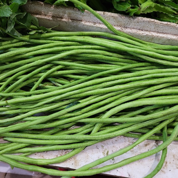 Chinese yard long bean seeds, Rare Seeds , Asparagus bean seeds - vegetable seeds - Heirloom seeds - python beans seed packets - Non GMO