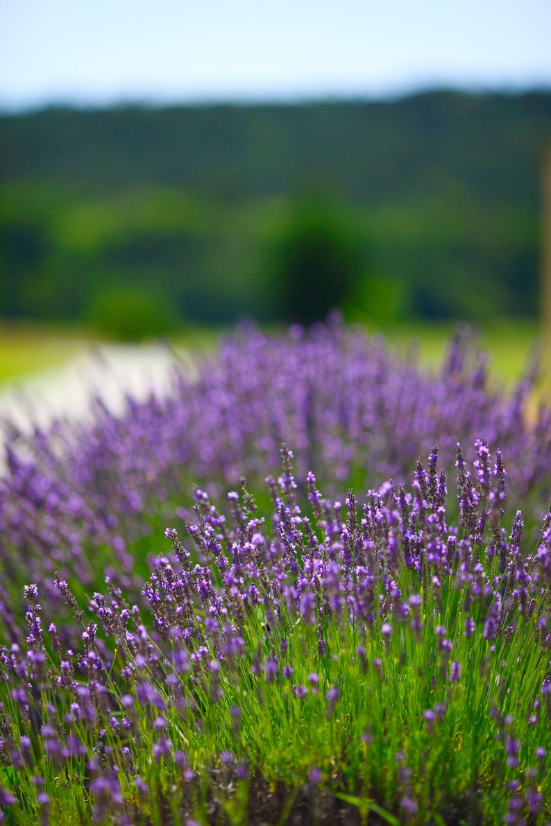 English Lavender Seeds Common Lavender Heirloom Seeds Herb Etsy