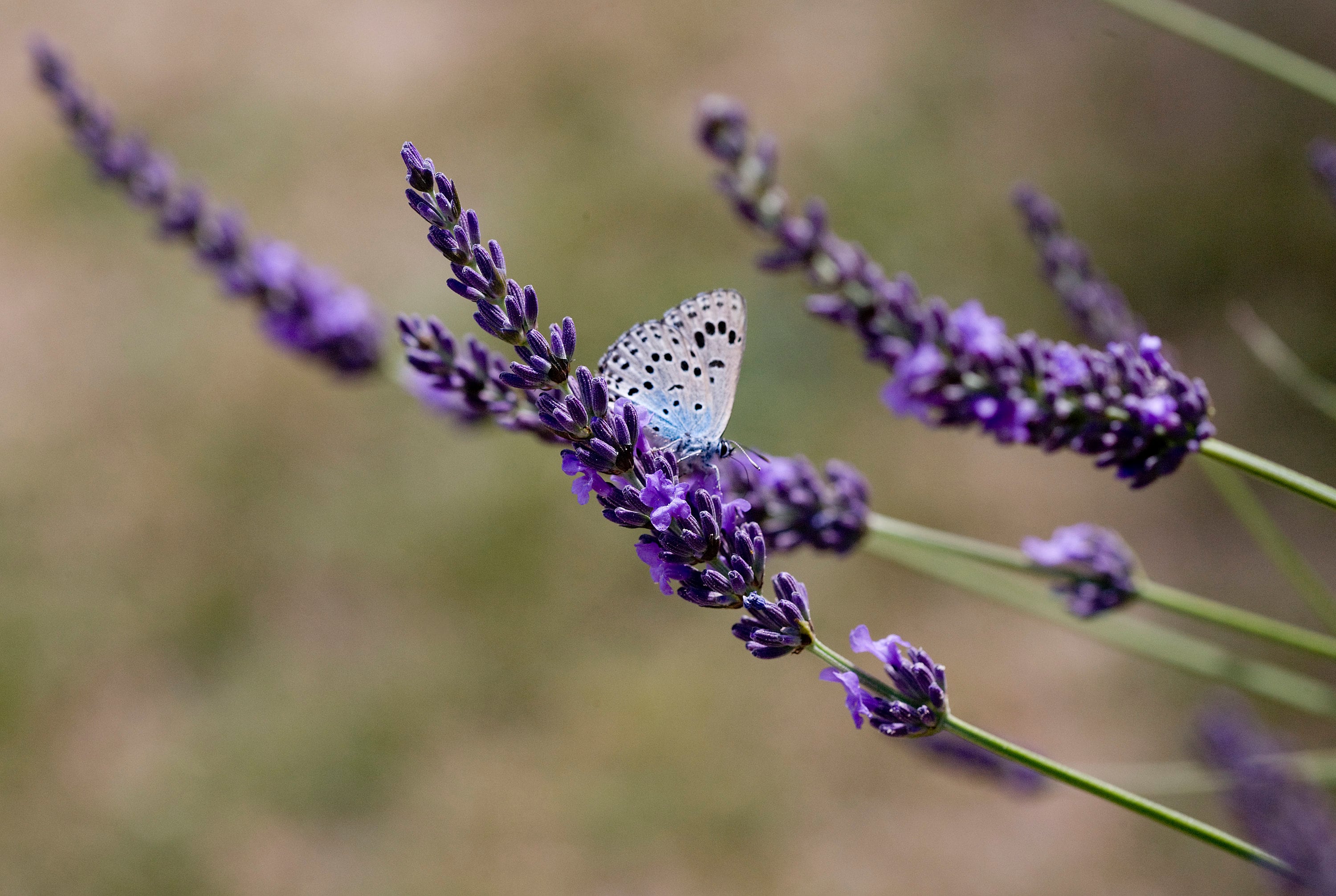 English Lavender Seeds Common Lavender Heirloom Seeds Herb Etsy