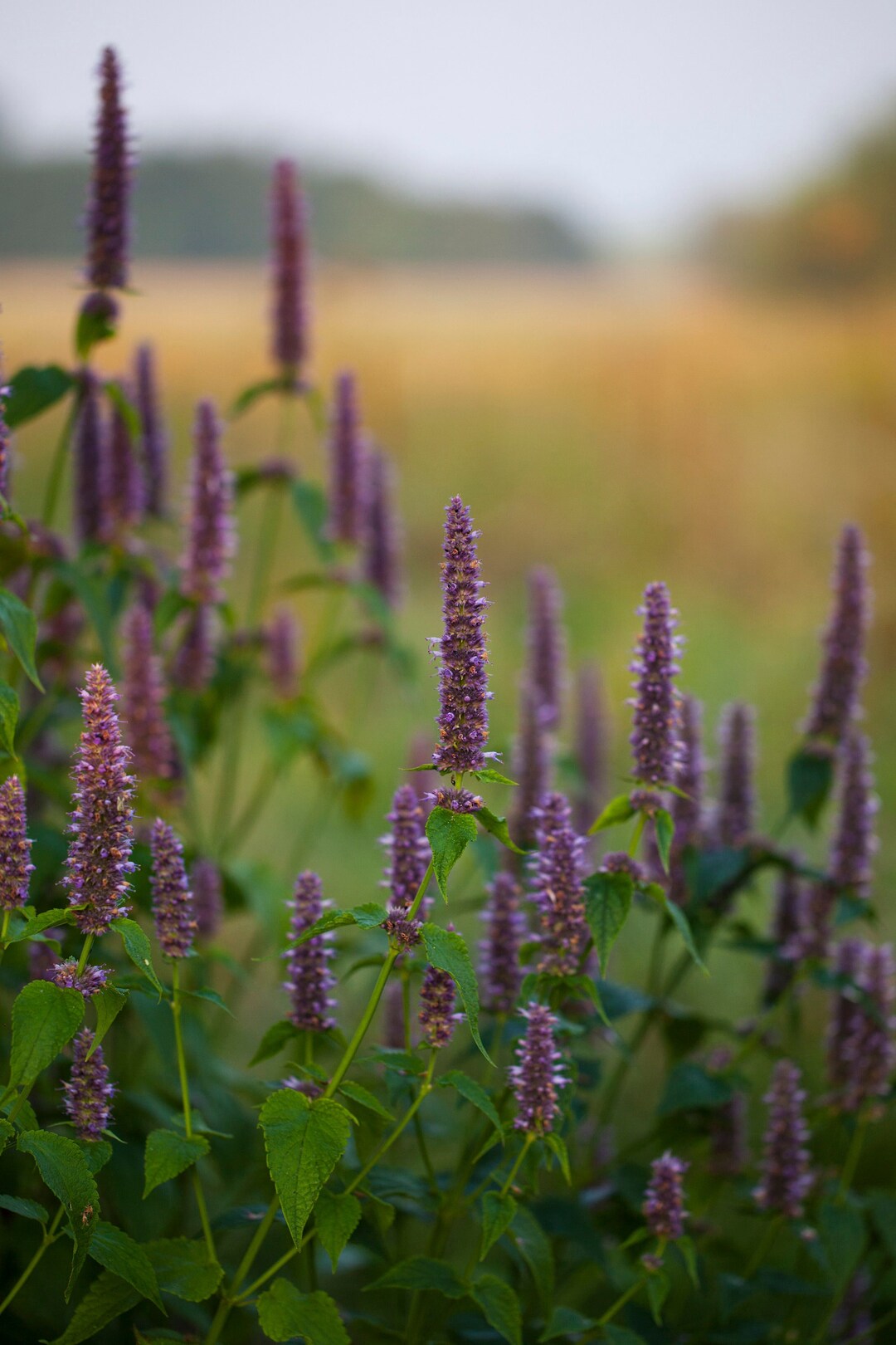 Anise Hyssop Seeds Lavender Hyssop Heirloom Seeds Herb Seeds Licorice