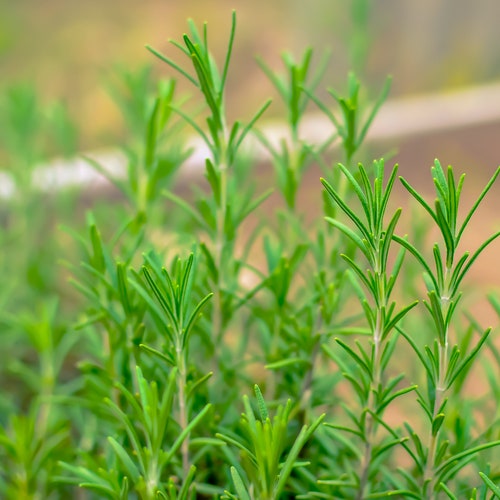 Organic Rosemary Seeds Herb Seeds Etsy