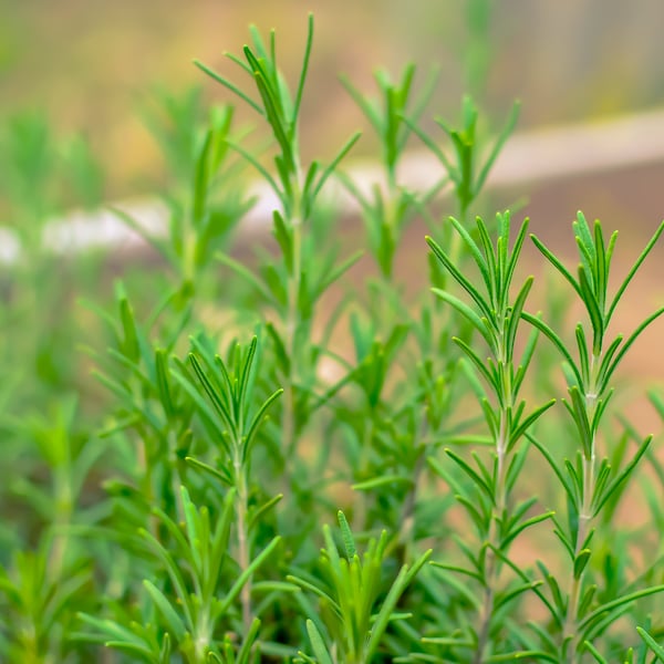 Organic Rosemary Seeds - Herb Seeds