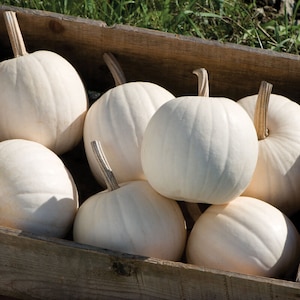 May include: A wooden crate filled with white pumpkins. The pumpkins are round and smooth, with a slightly textured surface.