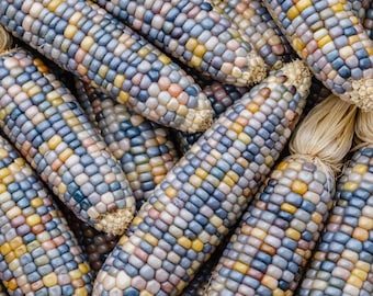 Glass Gem Corn Seeds: Rainbow Heirloom seeds, Non-GMO