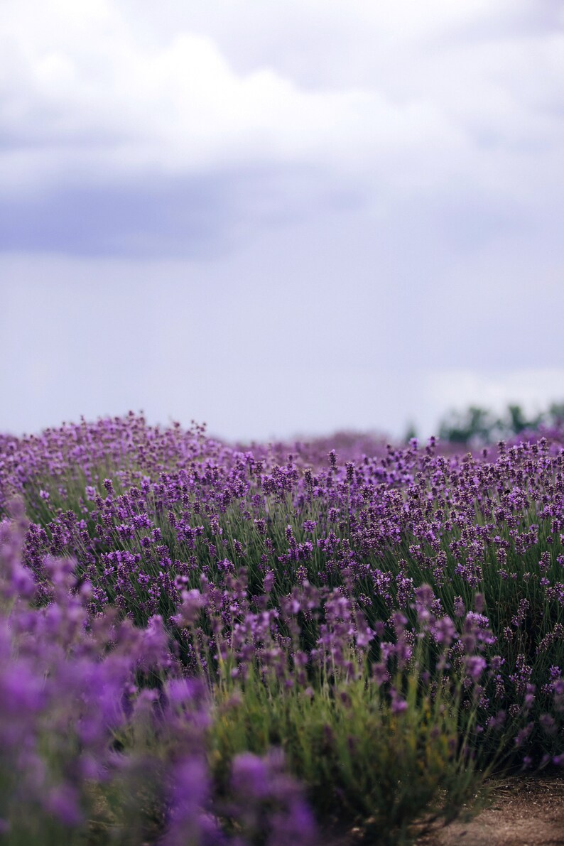English Lavender Seeds Common Lavender Heirloom Seeds Herb Etsy
