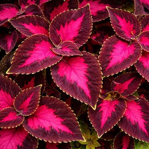 China Rose Coleus - Etsy