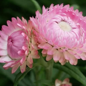 Pink Strawflower Seeds: Heirloom Everlasting Flowers for Drying