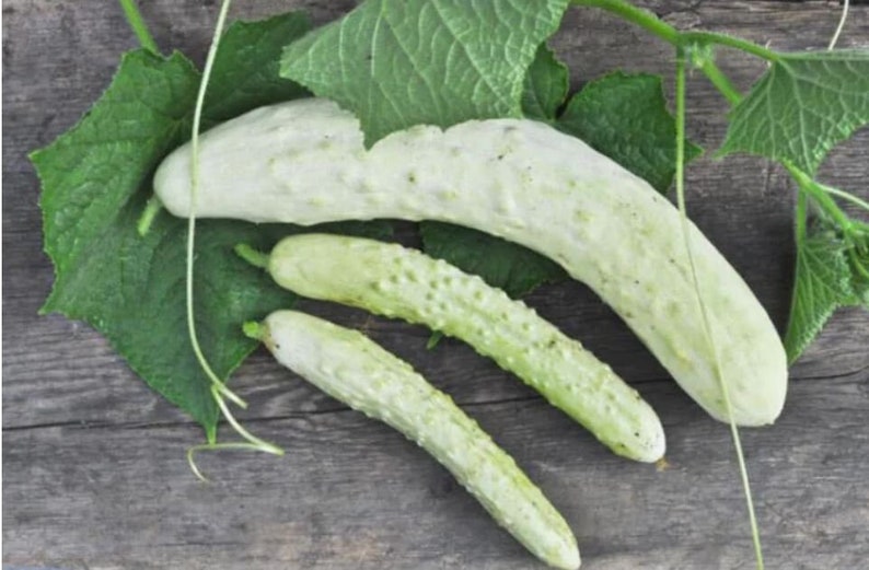 SunriseSeeds Itachi Cucumber Seeds - Thumbnail 2
