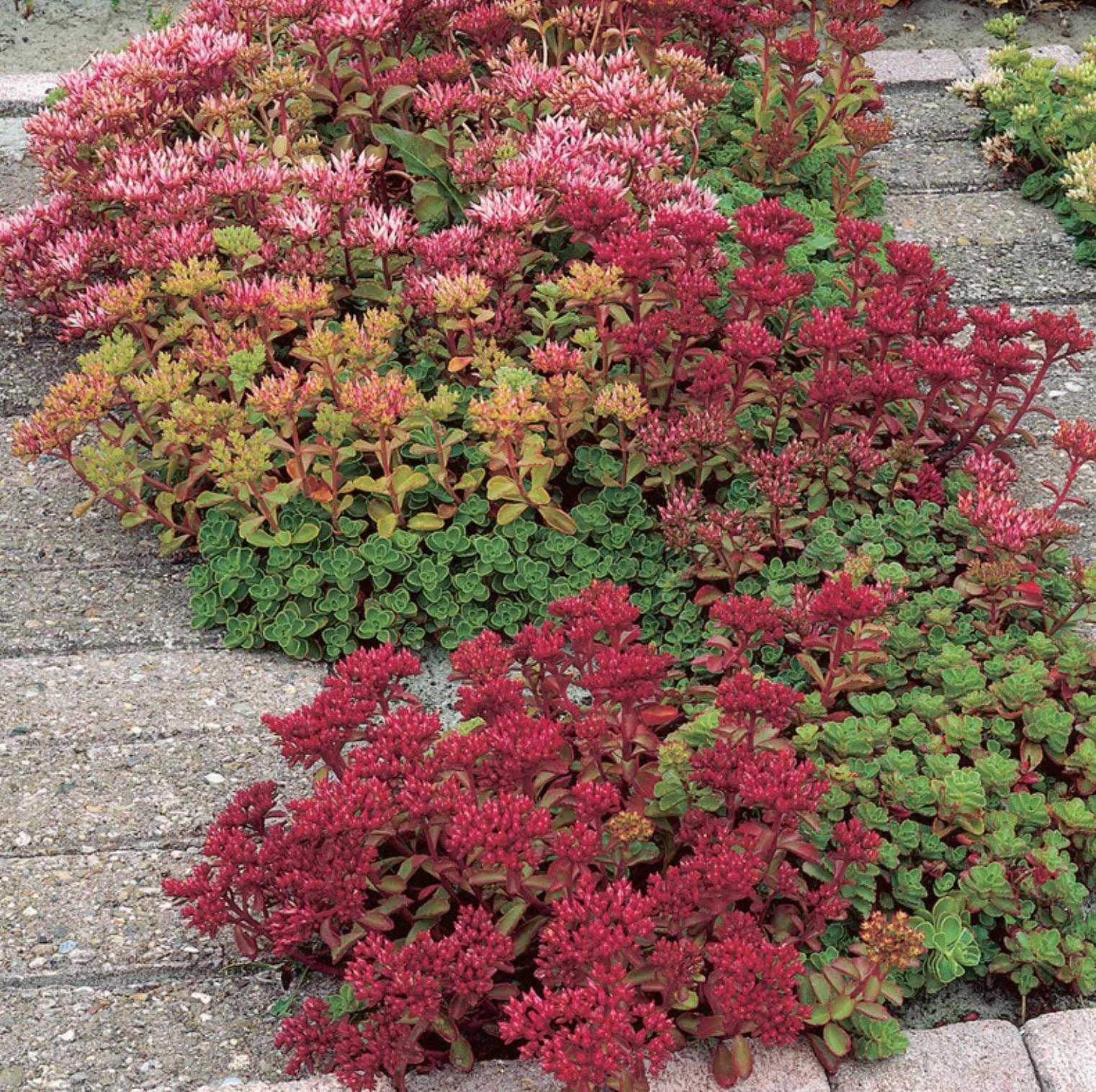Dragon’s Blood Sedum Seeds - Ground Cover Succulent - Etsy
