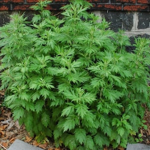 Organic Mugwort Seeds - Easy to grow Seeds  (Artemisia Vulgaris) - Hardy Perennial non GMO Heirloom seeds - medicinal herb seeds herbal