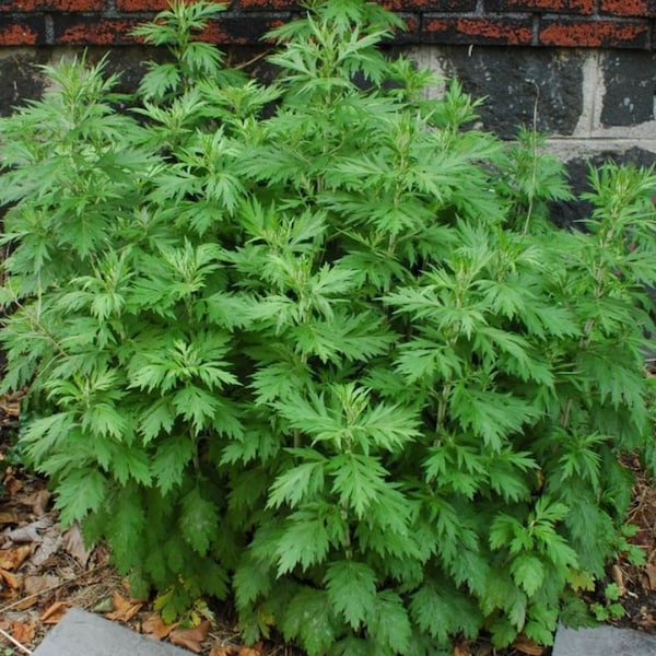 Organic Mugwort Seeds - Easy to grow Seeds  (Artemisia Vulgaris) - Hardy Perennial non GMO Heirloom seeds - medicinal herb seeds herbal